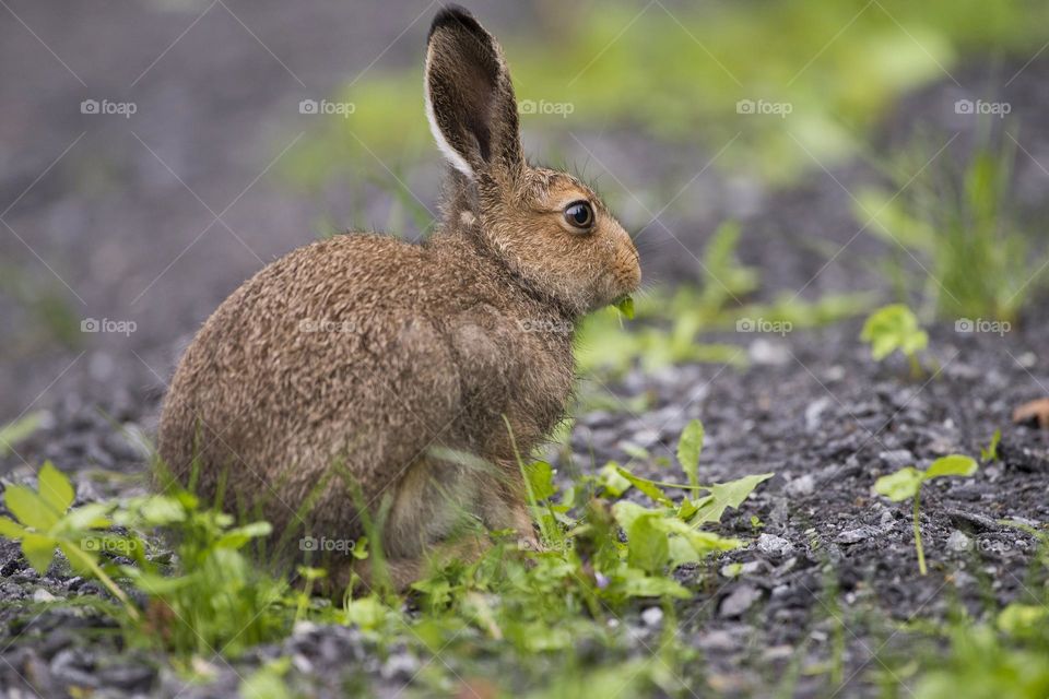 Mountain hare searching for fresh grass and leaves in the lush garden.