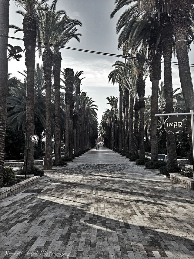 tree road