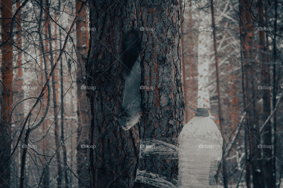 Cute forest squirrel