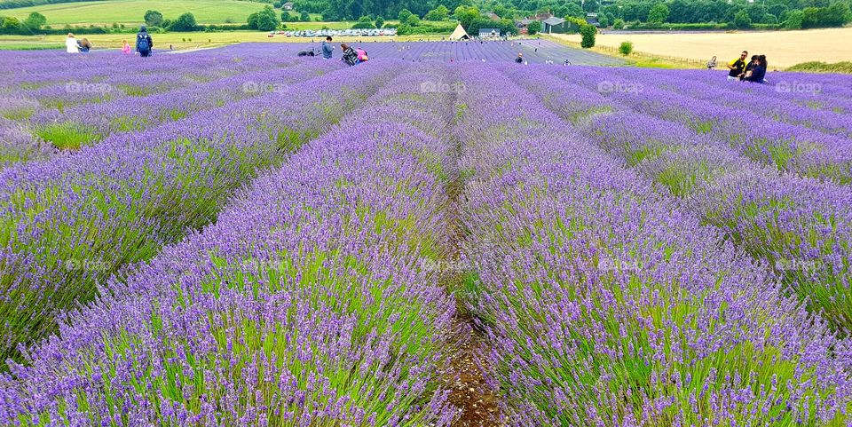 Lavender