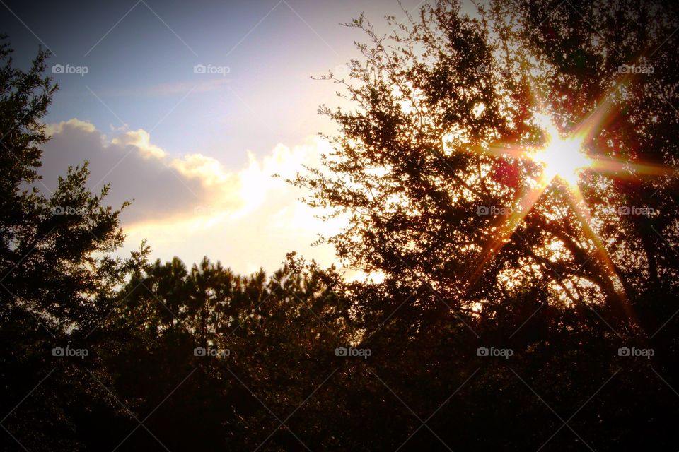 Sunset showing through the silhouette of an oak tree.