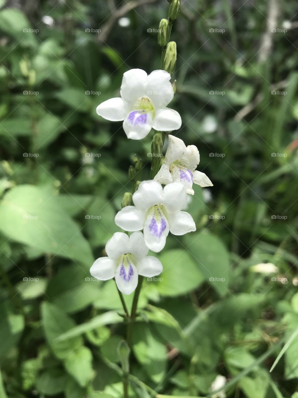 Ruellia tuberosa Linn. 