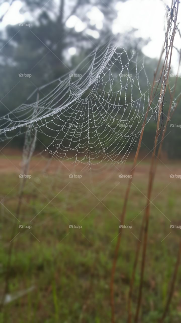 web