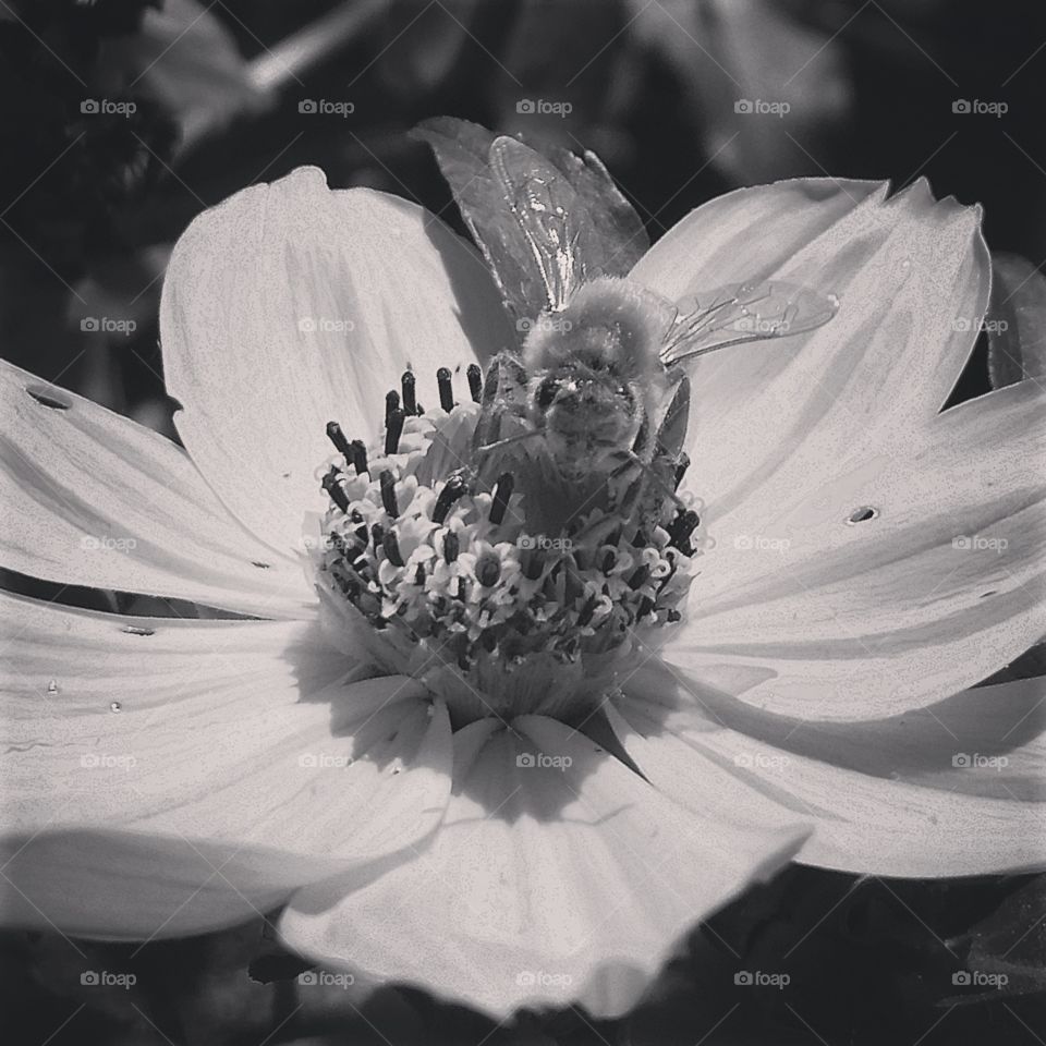Flower, Nature, Monochrome, No Person, Flora