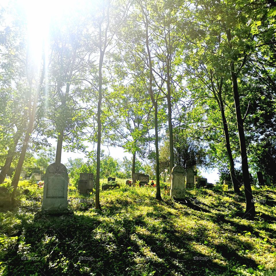 Forest cemetery