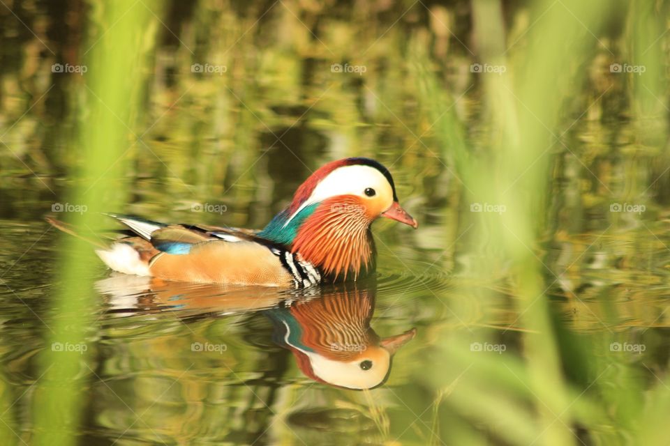 Quack in the mirror 