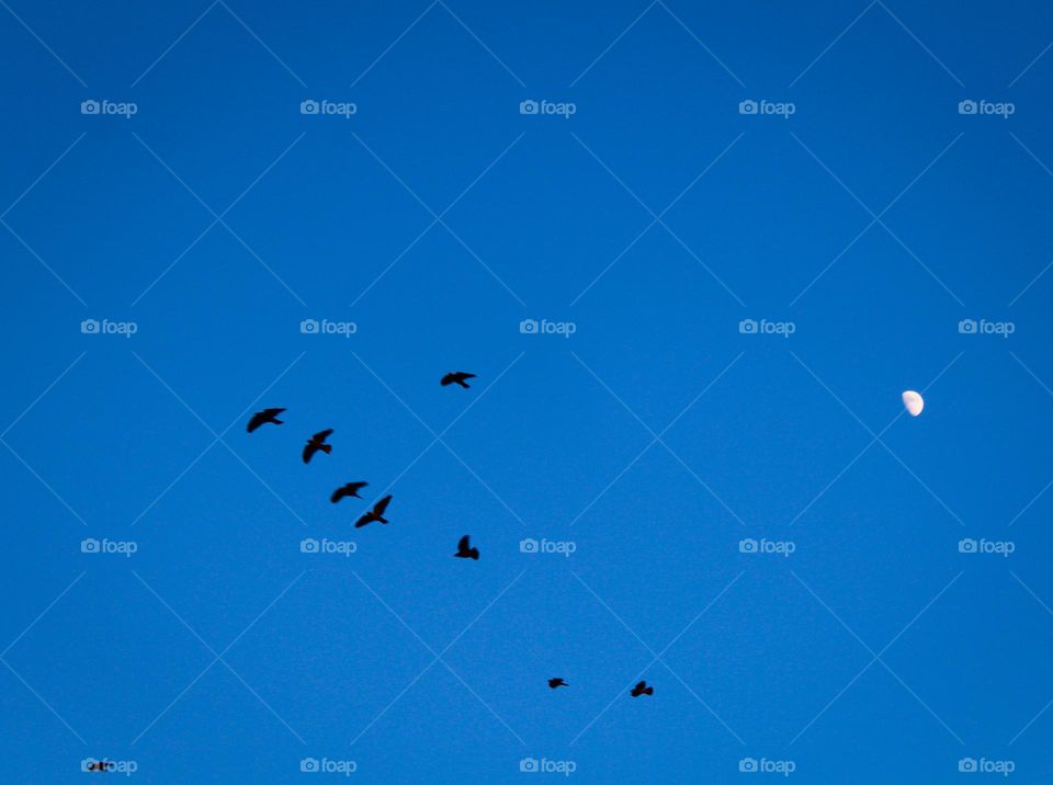 A flock of birds in flight and the moon in a clear blue sky