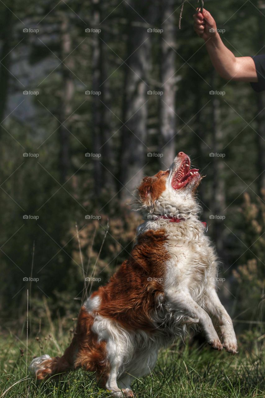 Dog playing with owner