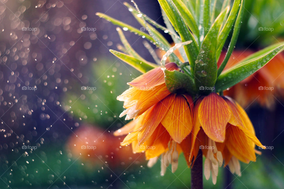summer rain in the miracle garden