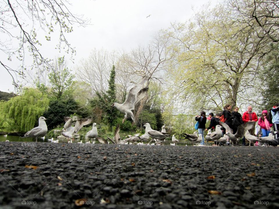 Pigeons