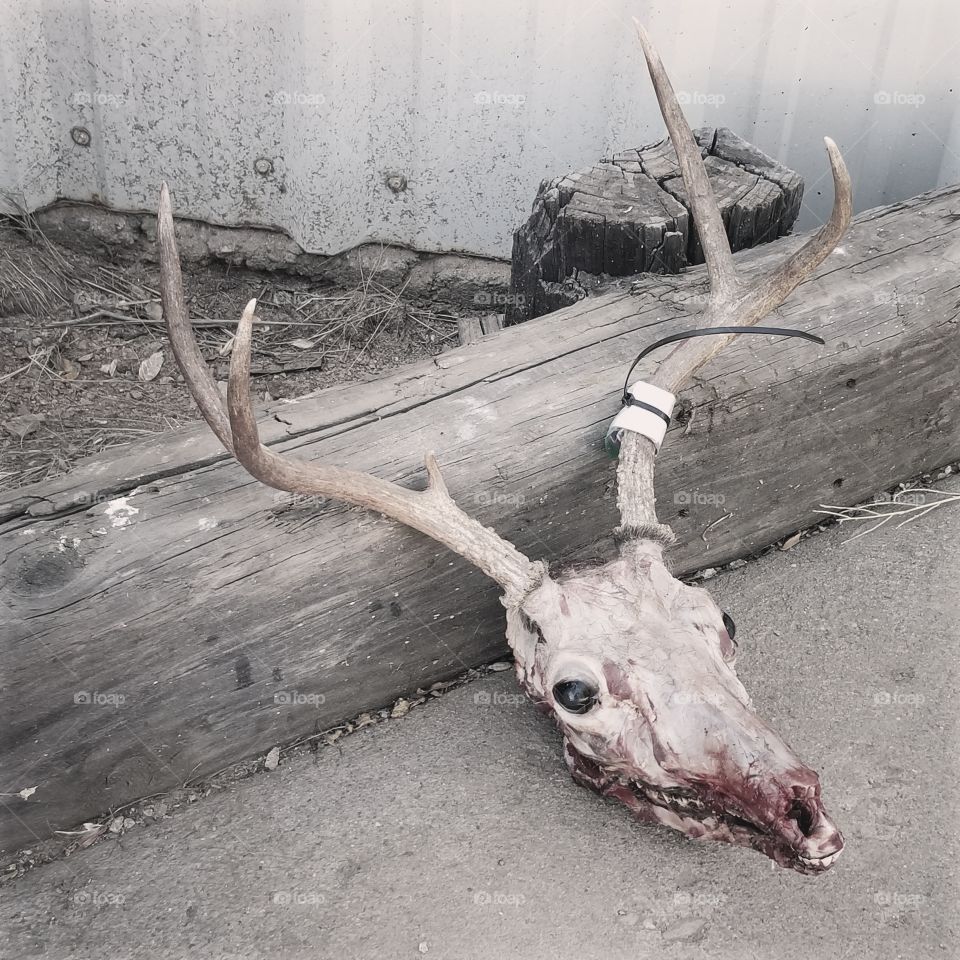 Deer Skull