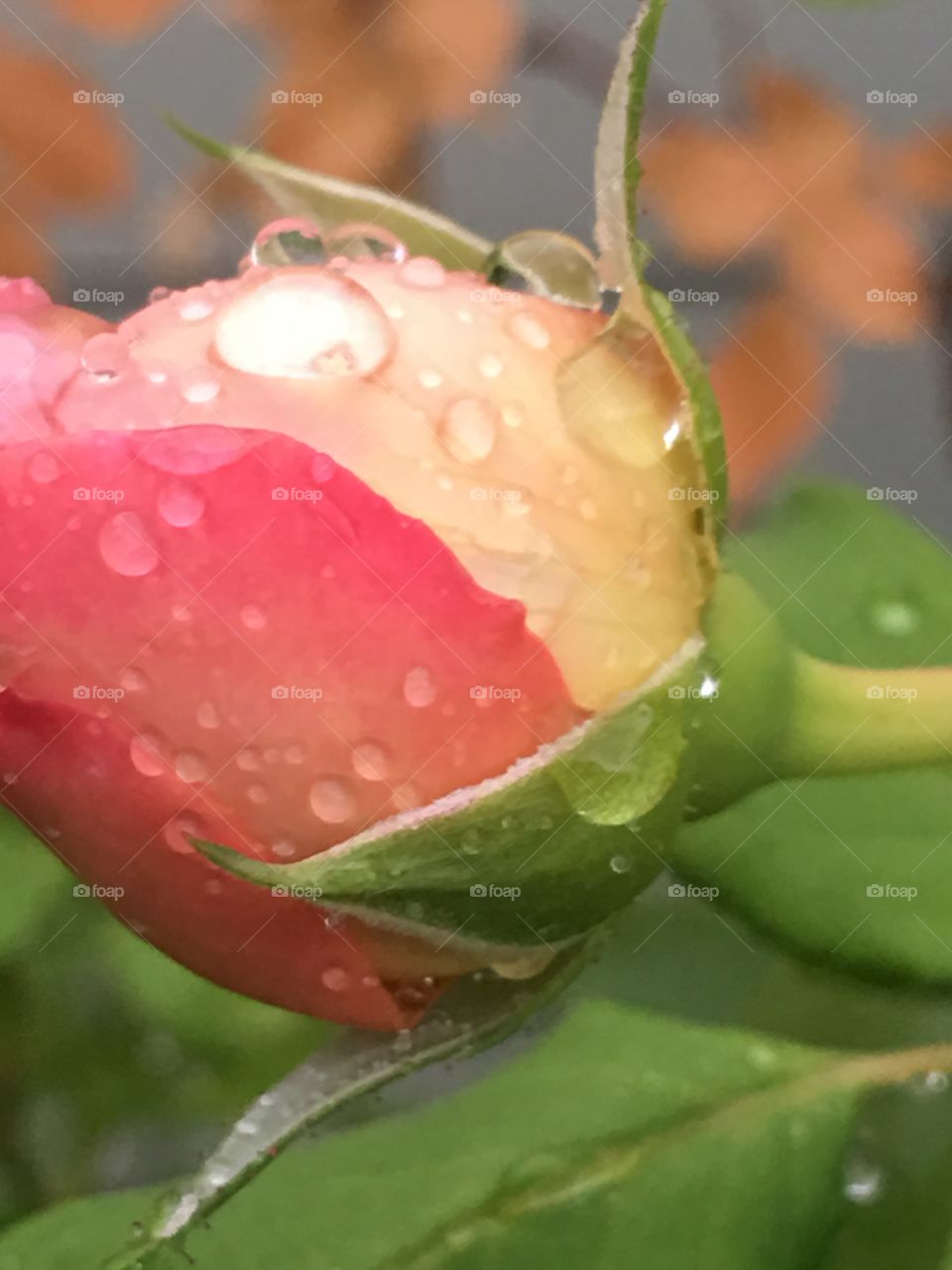 Wet Rose Budd 