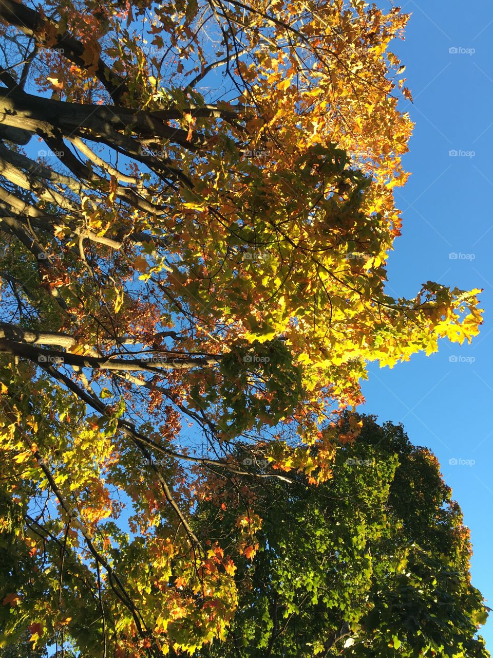 Fall colors from below