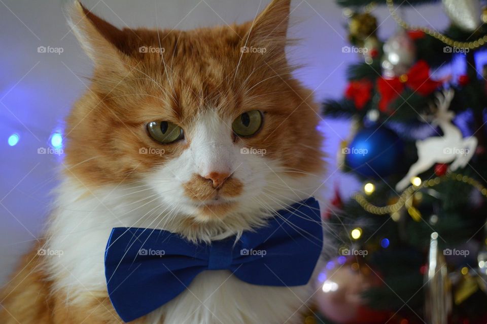 cat beautiful portrait in blue 💙 bow tie, Christmas decorations and gifts winter holiday