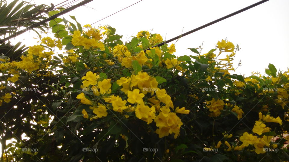 Nature, Flora, Leaf, Flower, Tree