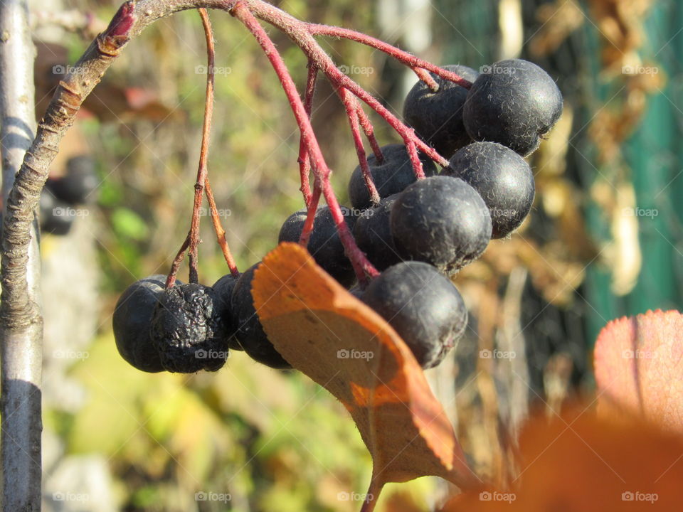 chokeberry, autumn, garden berry