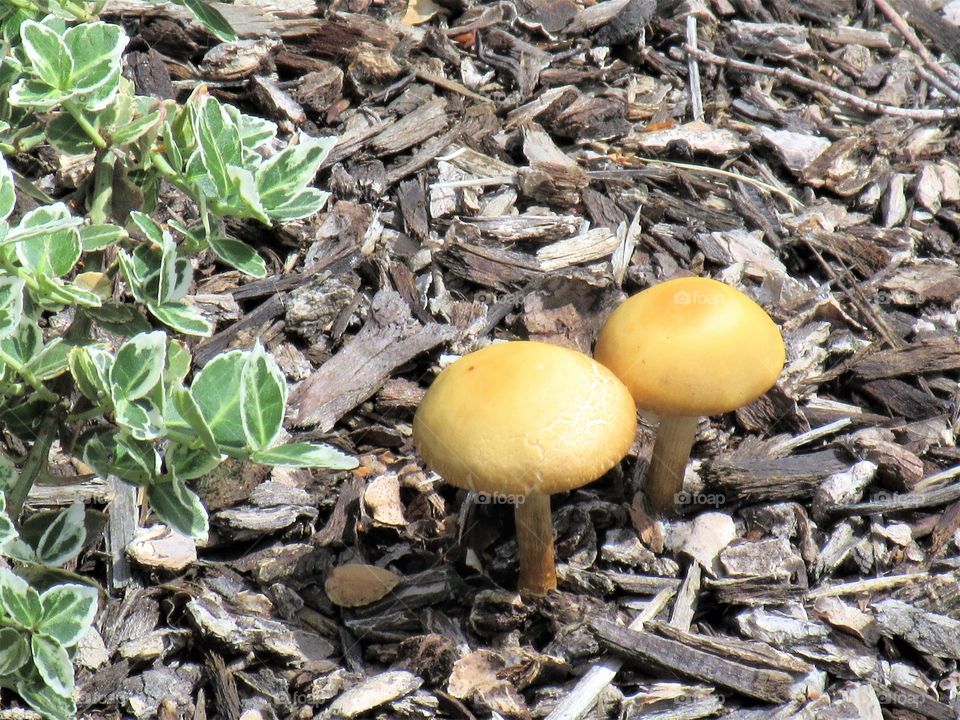 mushrooms in flower bed