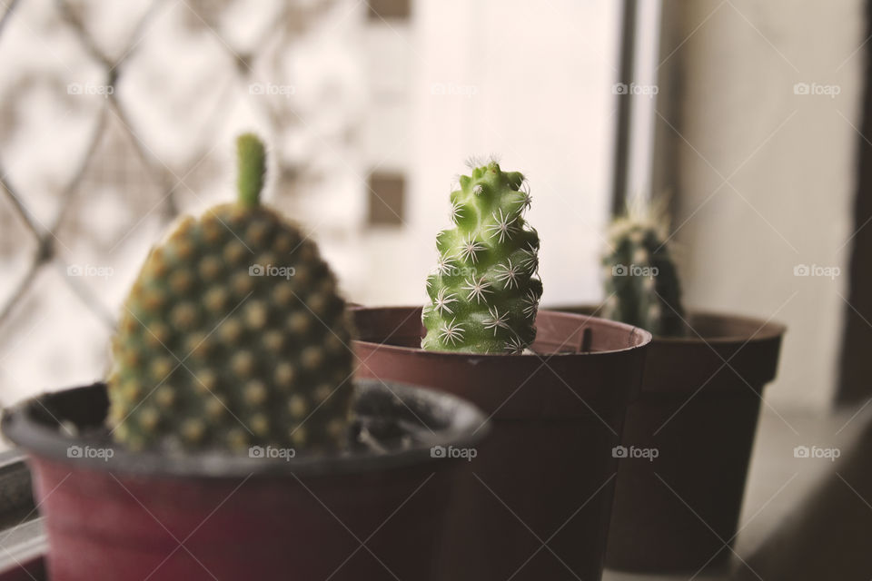 Mini cactus in cray pot, home garden, on terrace fence. Idea for small area home or office growing plant