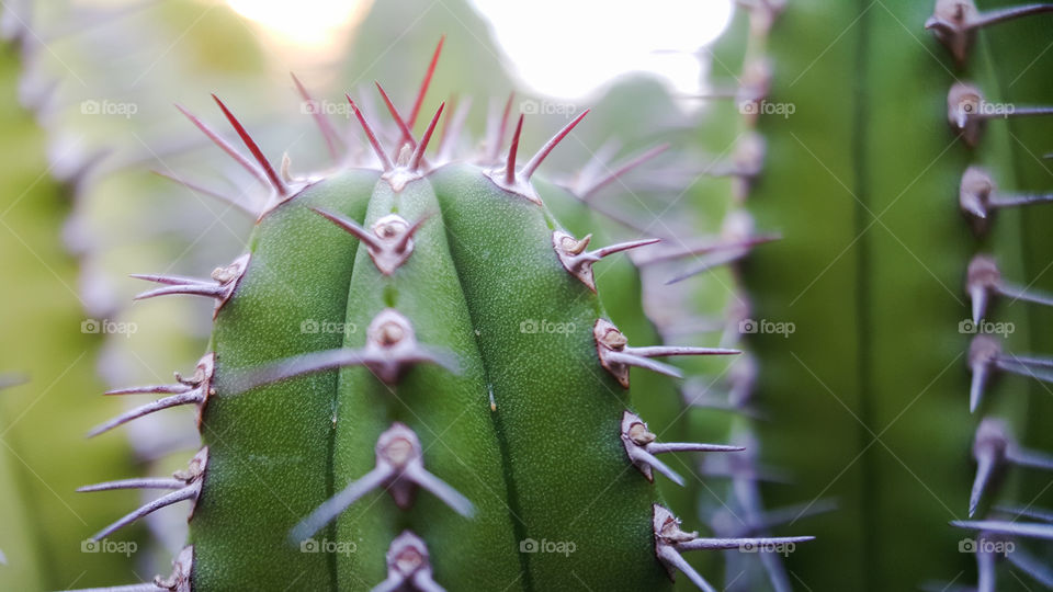 Cactus thorns close-up picture at dusk with evening sun light in summer