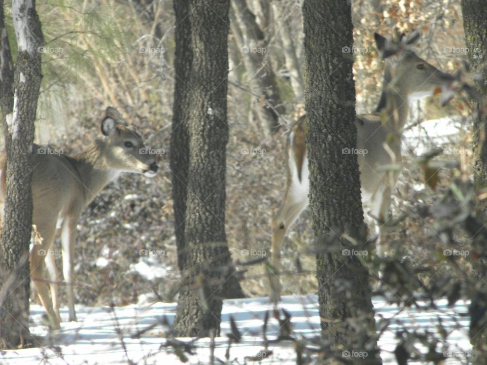 Pair of female deers in the snow