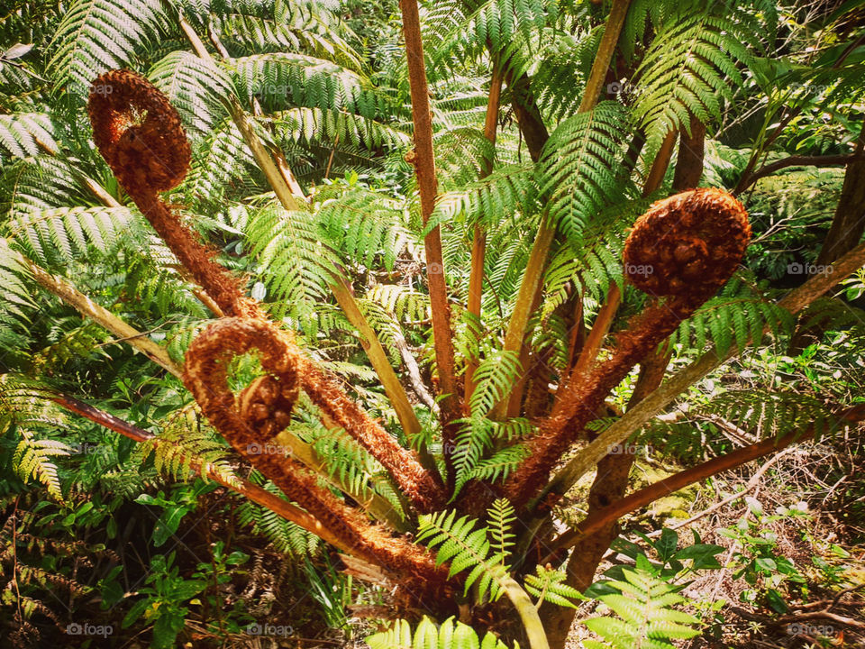 Plants in the Forest