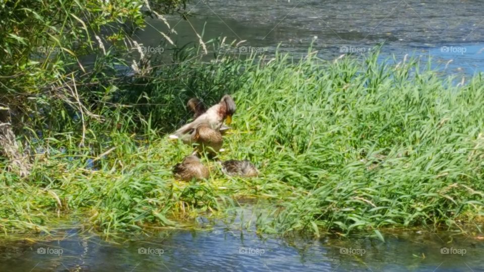 the duck family