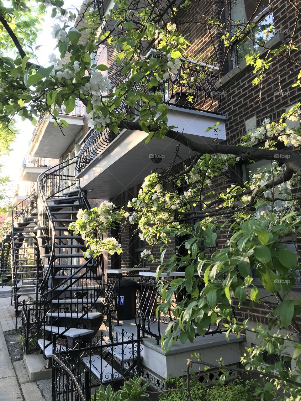 Flowering tree and classic curving stairways in the historic Plateau neighborhood of Montréal