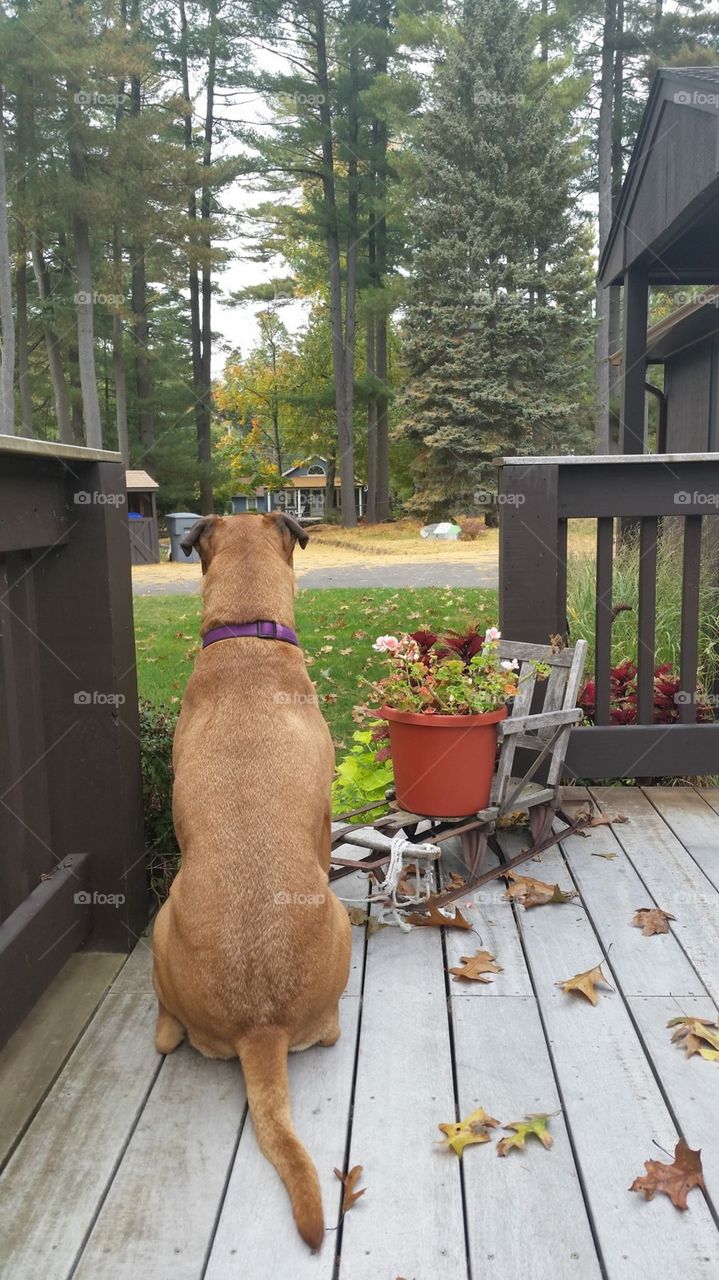Waiting for mom to come home 
