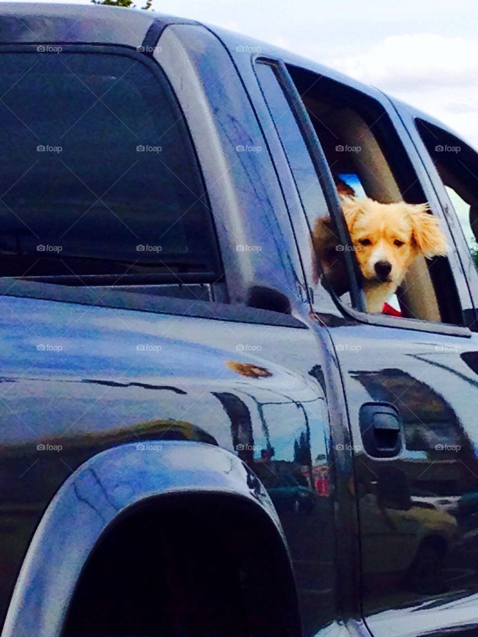 Dog in truck