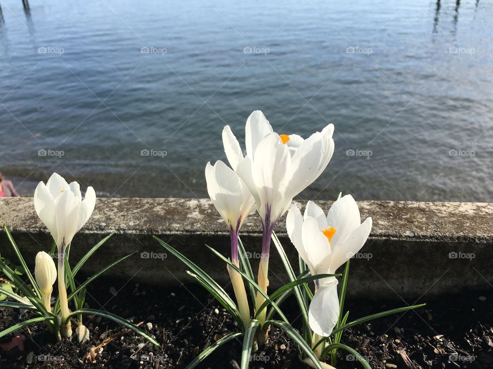 White crocuses blooming at lakeshore