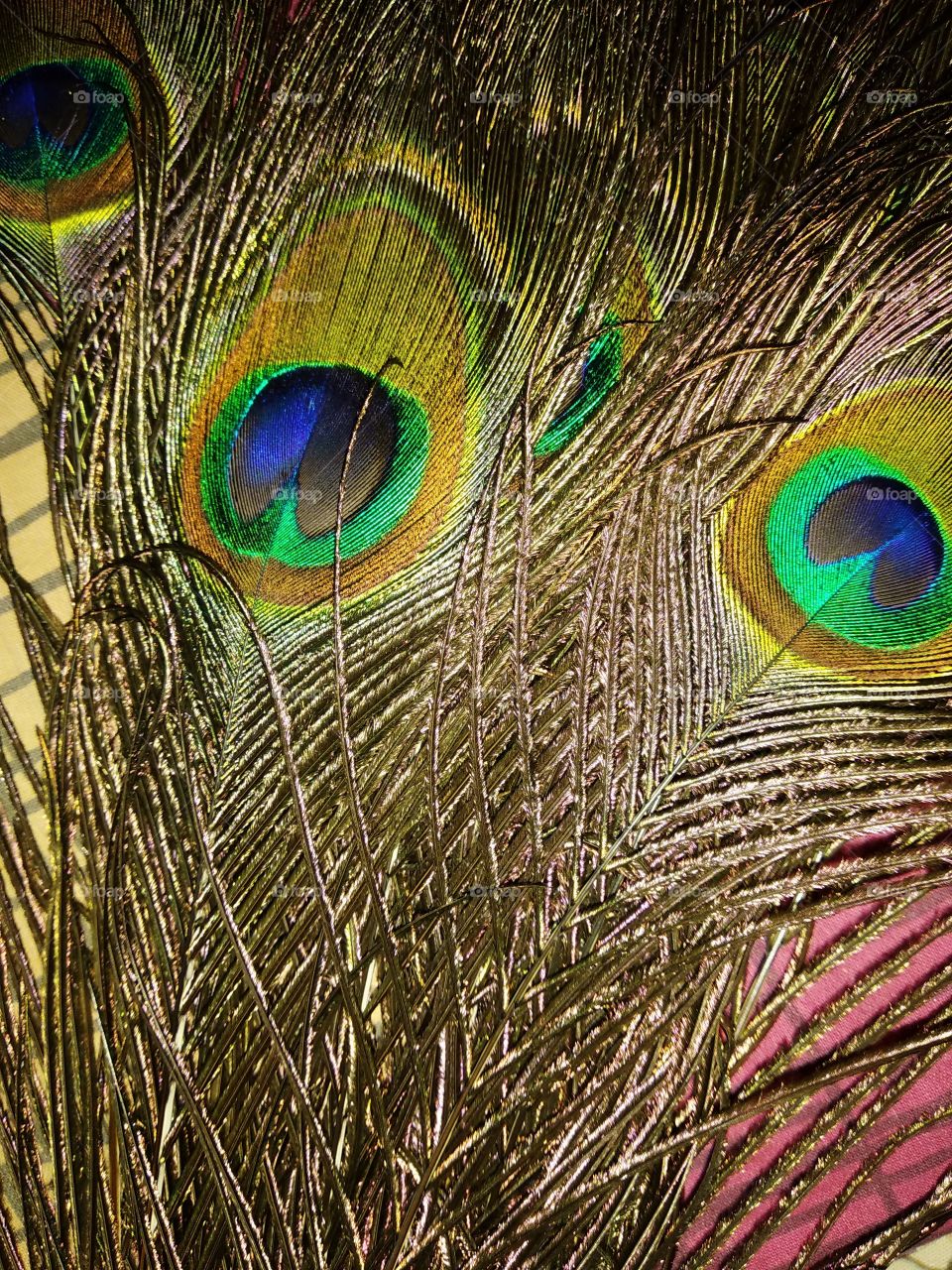 feather,peacock,beauty,light