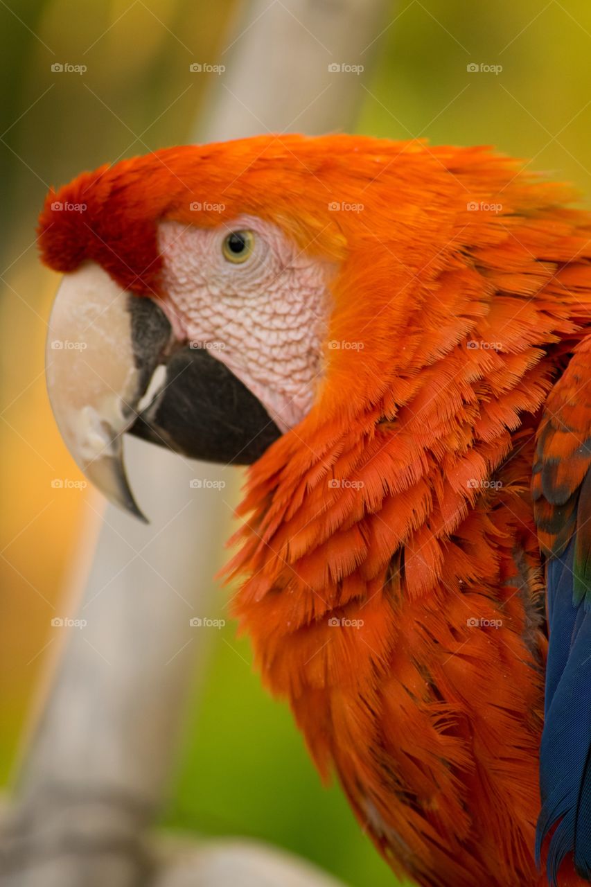 Close-up of parrot