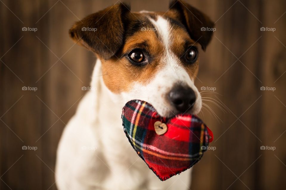 Dog carrying heart shape in mouth