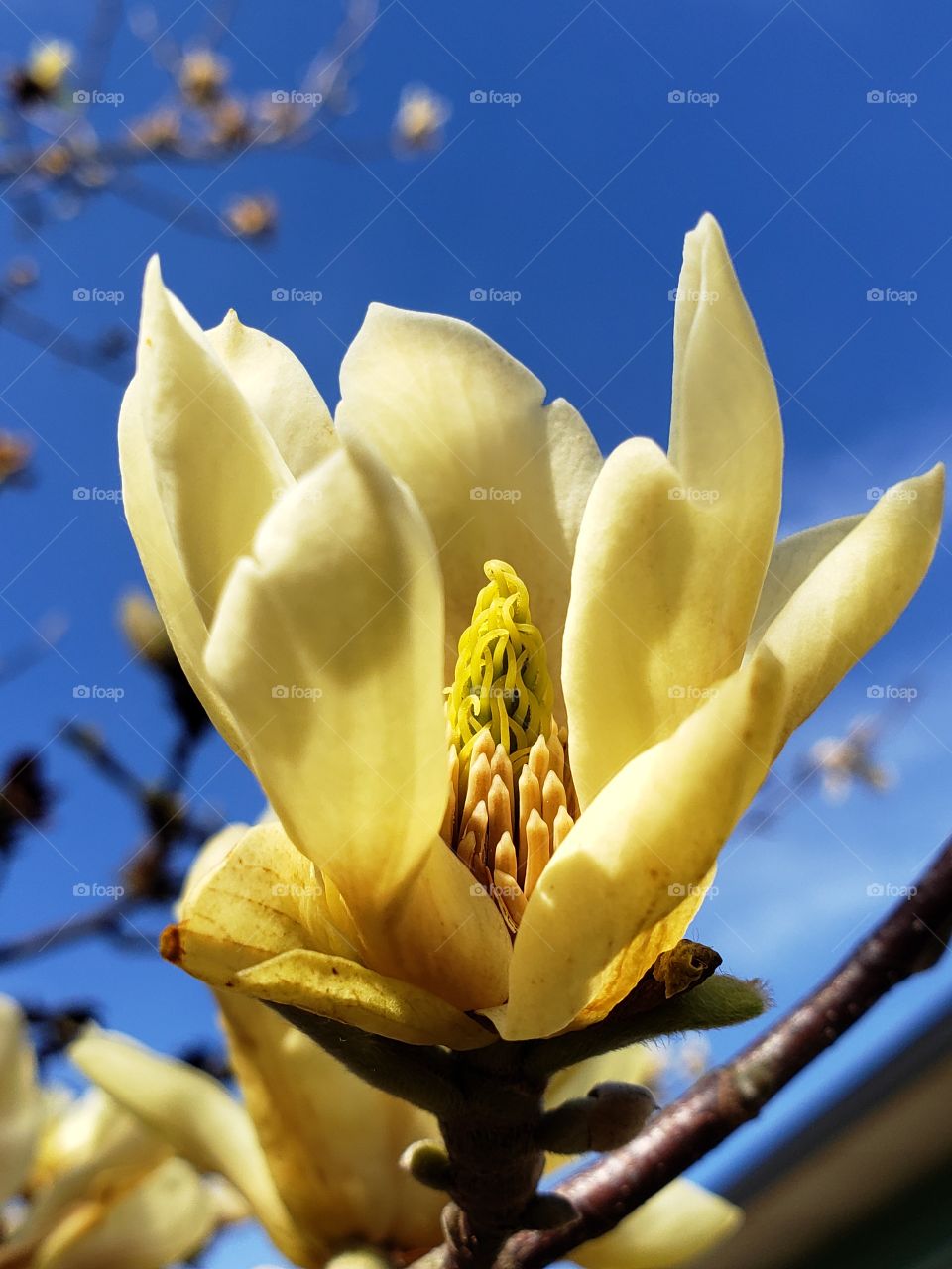 Yellow magnolia