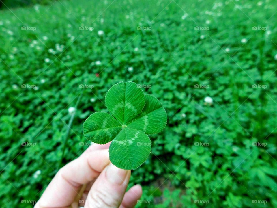 Clover