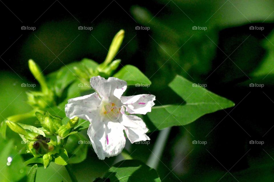 --Morning in the garden....