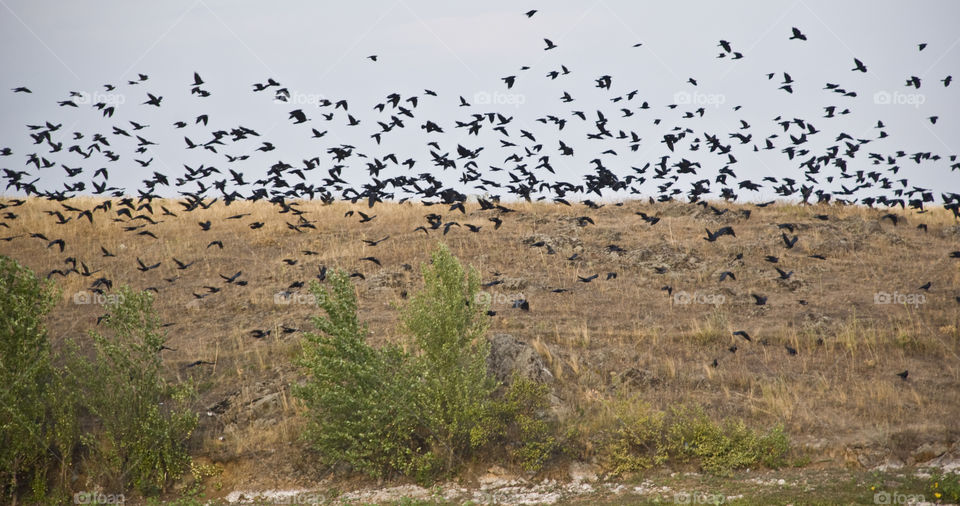 a flock of crows
