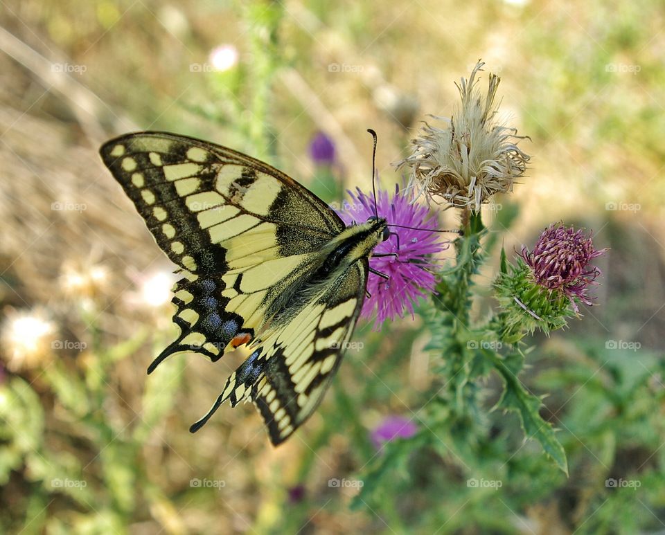 Butterfly pollinating on flower