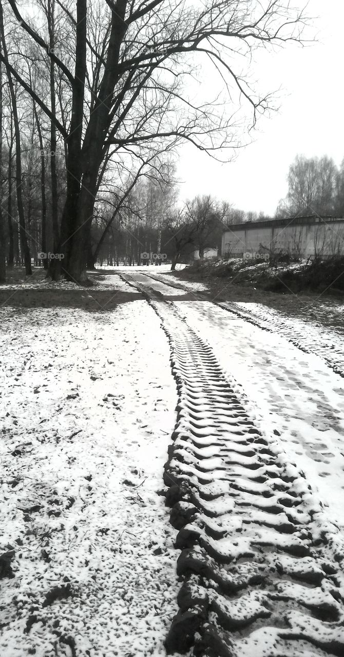 Winter, No Person, Road, Tree, Nature