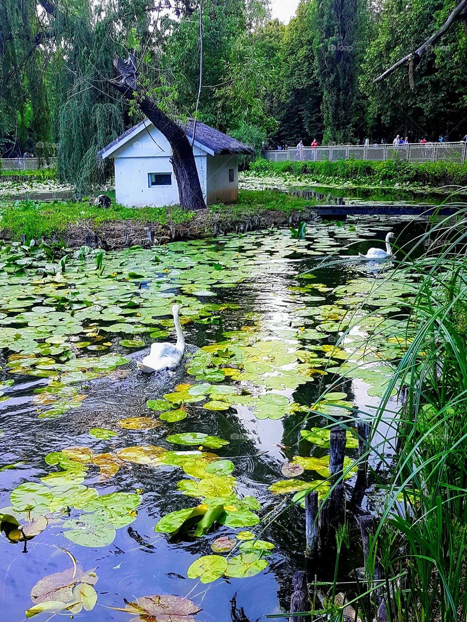 swans on the lake