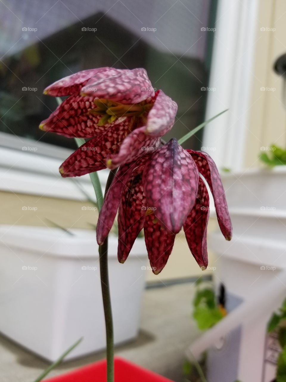 fritillaria meleagris