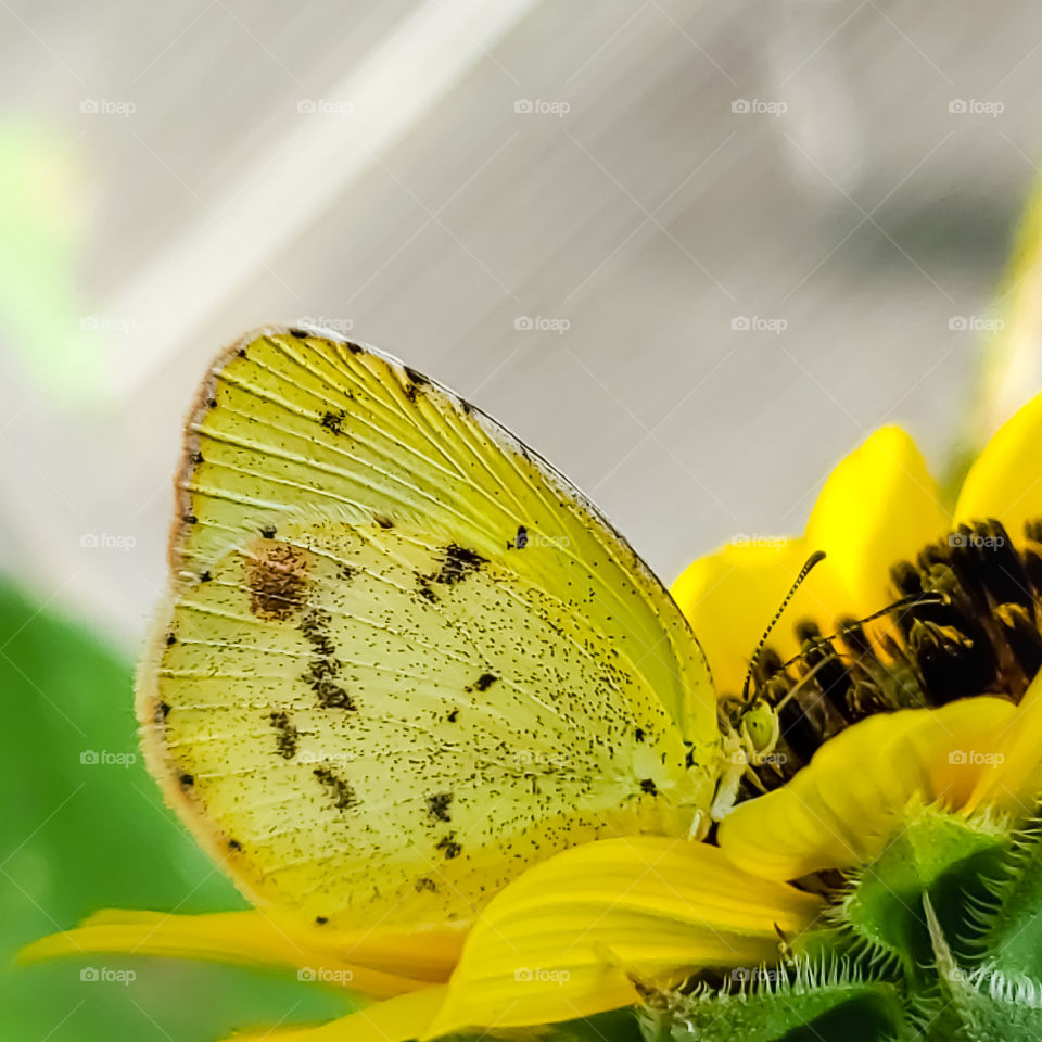 Eurema lisa, commonly known as the little yellow, little sulphur or little sulfur.