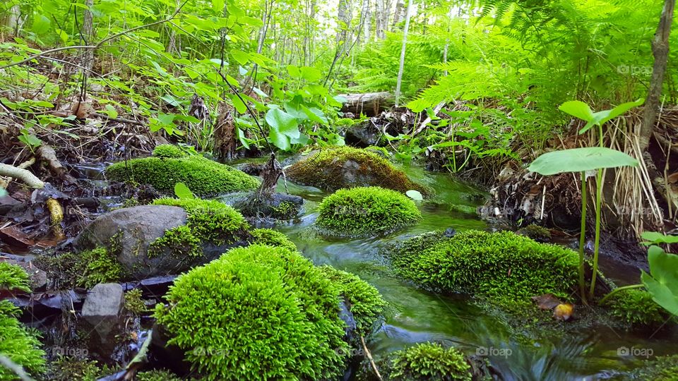 Mossy Creek