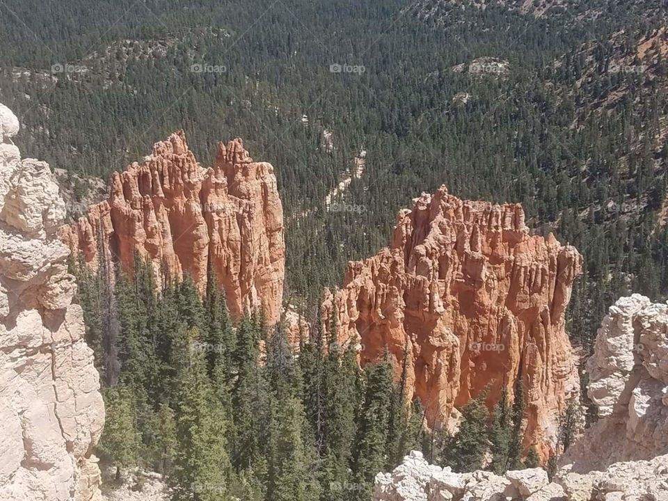Bryce Canyon National Park rocks in pine trees