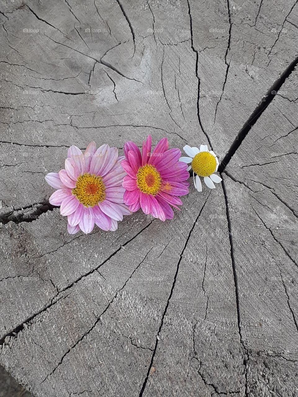 flor color rosa pastel