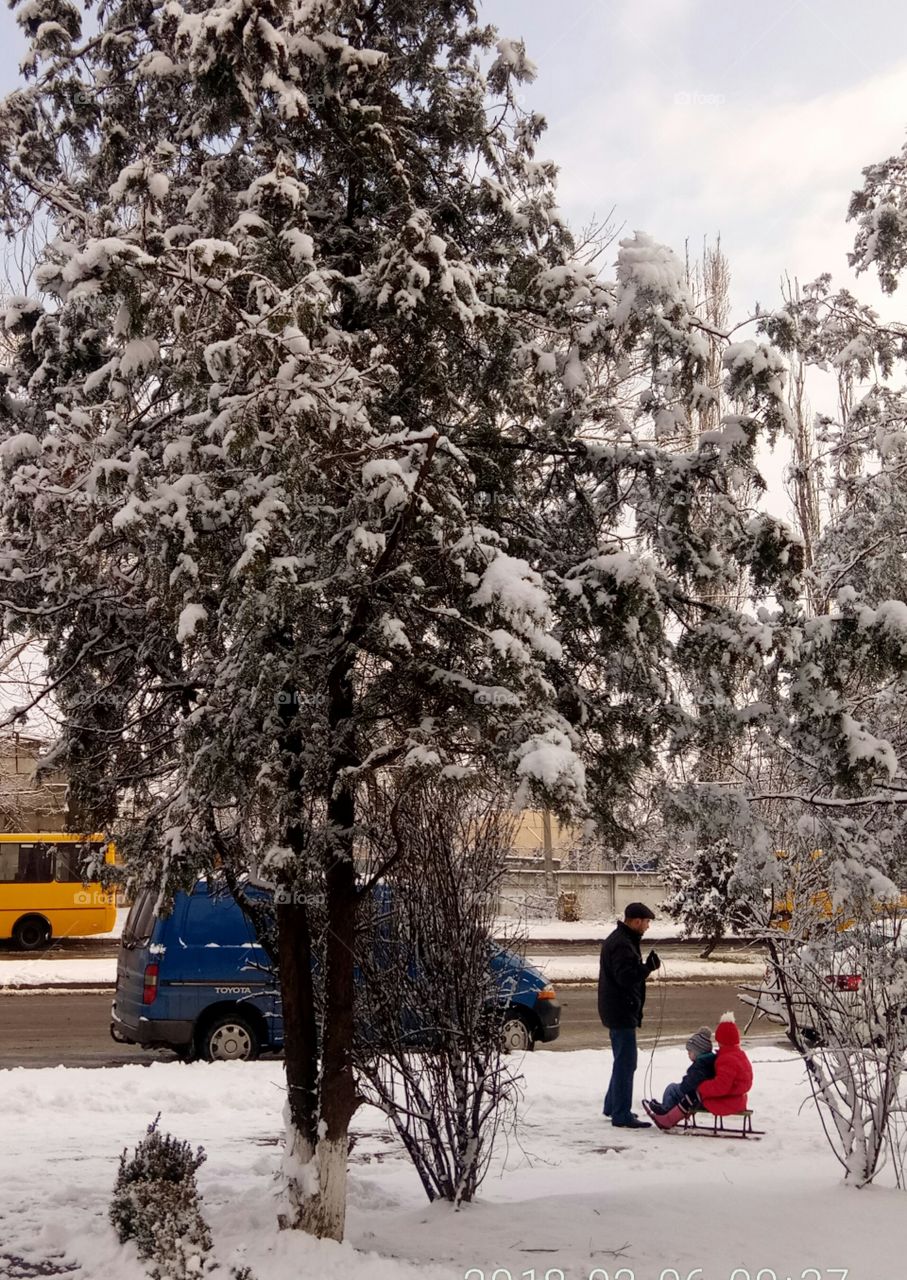 Snow, Winter, Cold, Tree, Frost