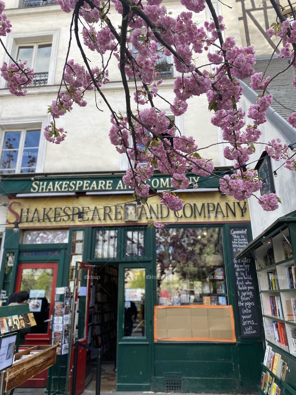 Cherry blossoms at Shakespeare and Company bookstore in Paris, France