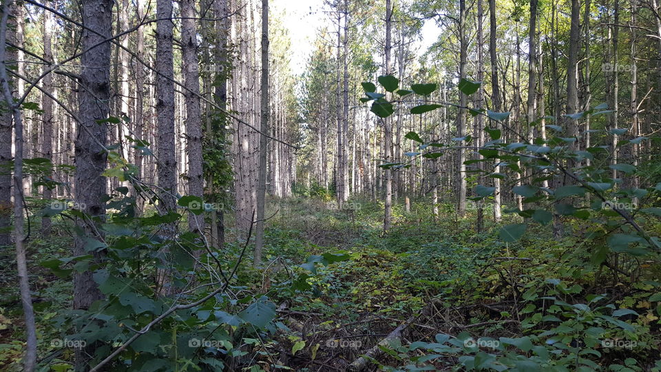 Scenic view of trees