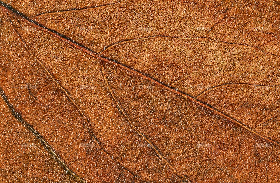 Drops on an autumn leaf close up