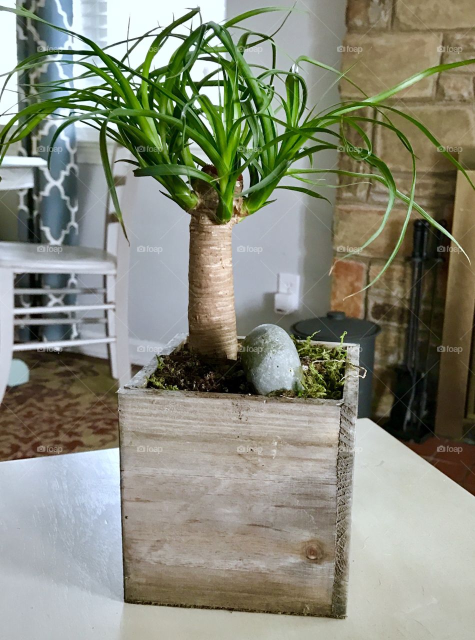 Bonsai in Living Room